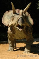 Triceratops sp.