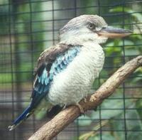 Image of: Dacelo leachii (blue-winged kookaburra)
