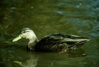 American Black Duck - Anas rubripes