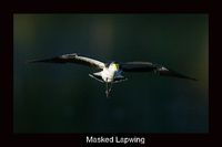 Masked Lapwing