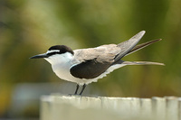 Bridled Tern - Sterna anaethetus