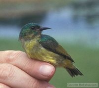 Collared Sunbird - Hedydipna collaris