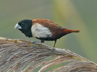Black-headed Munia - Lonchura malacca