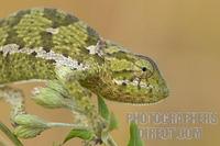 Flap necked chameleon stock photo