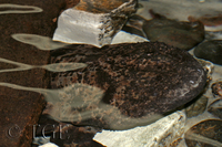 : Andrias japonicus; Japanese Giant Salamander