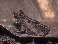 : Bufo margaritifer; Crested Forest Toad