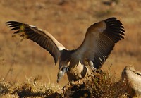 : Gyps coprotheres; Cape Vulture