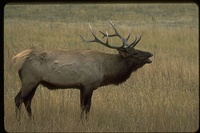 : Cervus canadensis; Elk