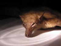 : Rousettus amplexicaudatus; Rousettus Bat