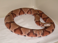 : Agkistrodon contortrix phaeogaster; Osage Copperhead
