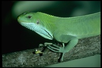 : Brachylophus fasciatus; Fijian Banded Iguana