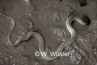 : Cerberus rhynchops; Dog-faced Water Snake