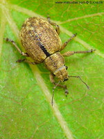 Strophosoma melanogrammum
