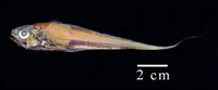 Steindachneria argentea, Luminous hake: