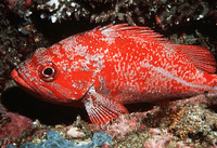Sebastes miniatus, Vermilion rockfish: fisheries, gamefish, aquarium