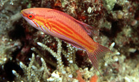 Paracheilinus filamentosus, Filamentous wrasse: aquarium