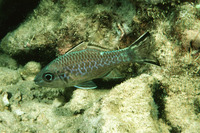 Apogon taeniopterus, Bandfin cardinalfish: aquarium