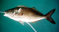 Latridopsis forsteri, Bastard trumpeter: fisheries