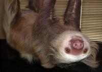 Image of: Choloepus hoffmanni (Hoffmann's two-toed sloth)