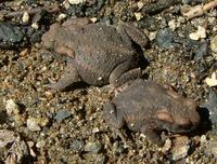 Bufo bufo - Common European Toad