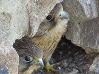 Falco tinnunculus - Eurasian Kestrel