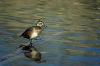 Aythya collaris - Ring-necked Duck