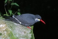 Larosterna inca - Inca Tern