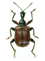 Apoderus coryli - 개암거위벌레