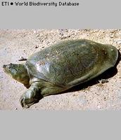 Indian softshell turtle (Aspideretes gangeticus) - Gangesweekschildpad