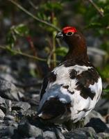 Willow Ptarmigan in courting plumage May 06