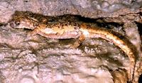 : Hydromantes strinatii; French Cave Salamander