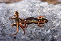 : Lyciasalamandra luschani antalyana; Lycian Salamander