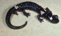 : Pseudoeurycea naucampatepetl; Cofre de Perote Salamander
