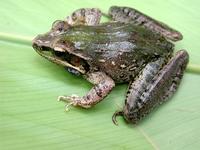 : Ptychadena newtoni; Newton's Grassland Frog