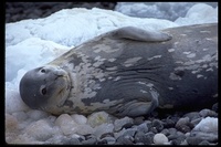 : Leptonychotes weddelli; Weddell Seal