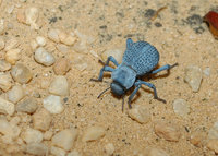 : Family tenebrionidae; Darkling Beetle