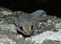 : Oedura tryoni; Southern Spotted Velvet Gecko