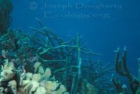 : Acropora cervicornis; Staghorn Coral