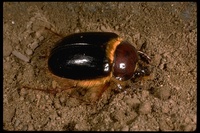 : Pleocoma tularensis; Rain Beetle