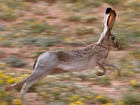 Lepus californicus photographed at Midland, Texas in October of 2006 using a Canon 20D camera an...