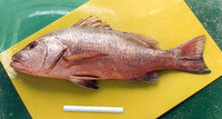 Lutjanus novemfasciatus, Pacific cubera snapper: fisheries, gamefish