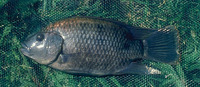 Oreochromis urolepis hornorum, Wami tilapia: fisheries, aquaculture, aquarium