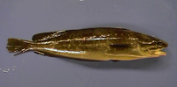 Urophycis regia, Spotted codling: fisheries