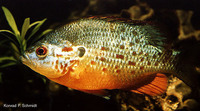 Lepomis humilis, Orangespotted sunfish: aquarium