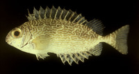 Siganus spinus, Little spinefoot: fisheries, aquarium