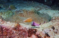 Amphiprion akallopisos, Skunk clownfish: aquarium