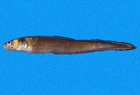 Lepophidium microlepis, Silver cusk eel: fisheries