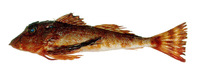 Prionotus nudigula, Red searobin: fisheries