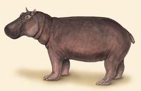Image of: Hippopotamus amphibius (hippopotamus)