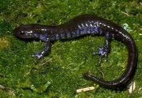 Image of: Ambystoma laterale (blue-spotted salamander)